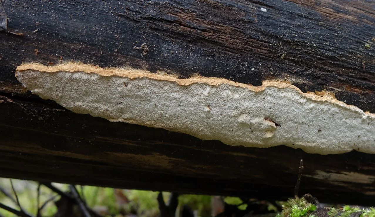 Neoantrodia alaskana (Neoantrodia alaskana) — photo mycologique