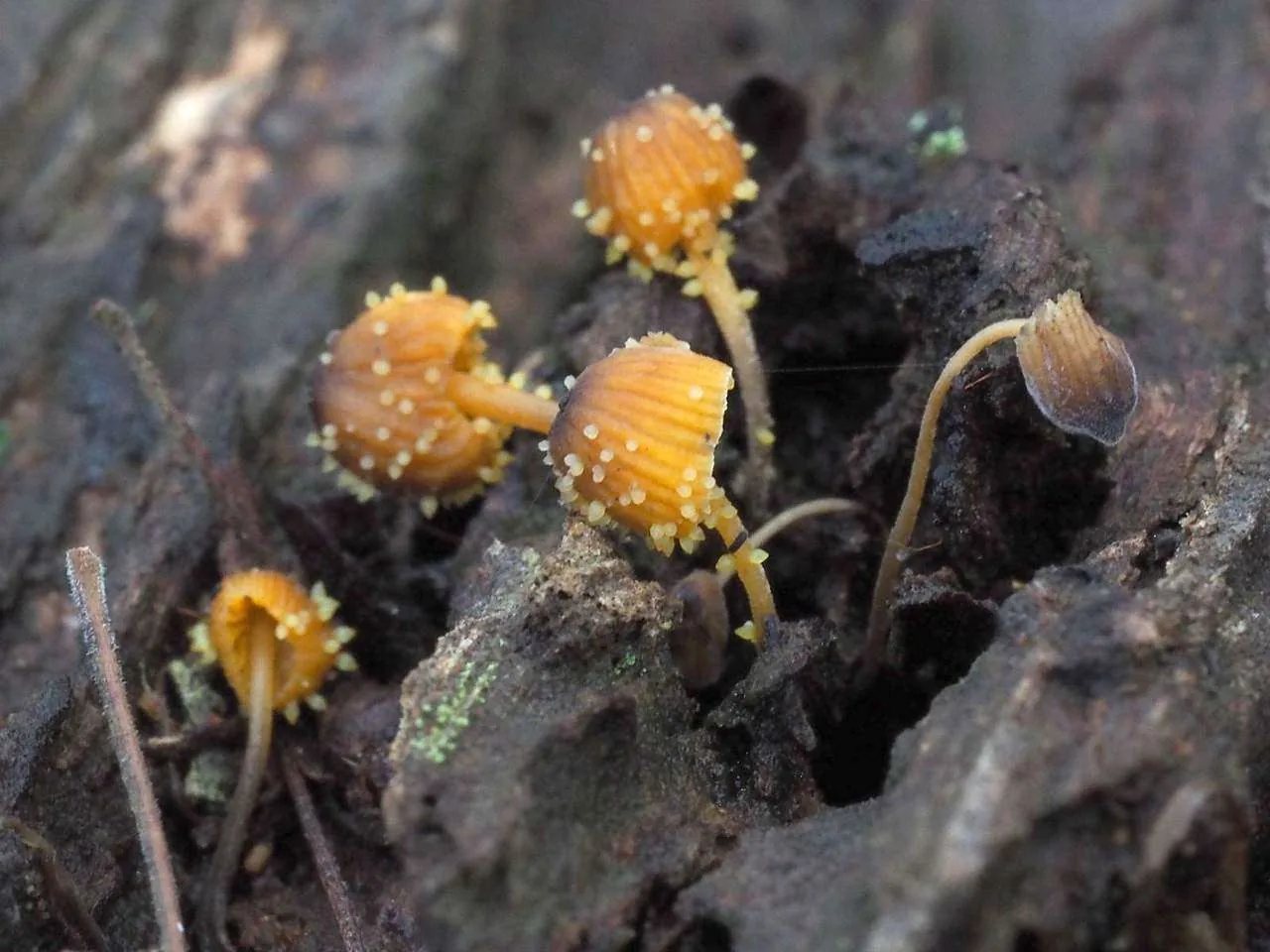 Neobarya ciliaris (Neobarya ciliaris) — photo mycologique