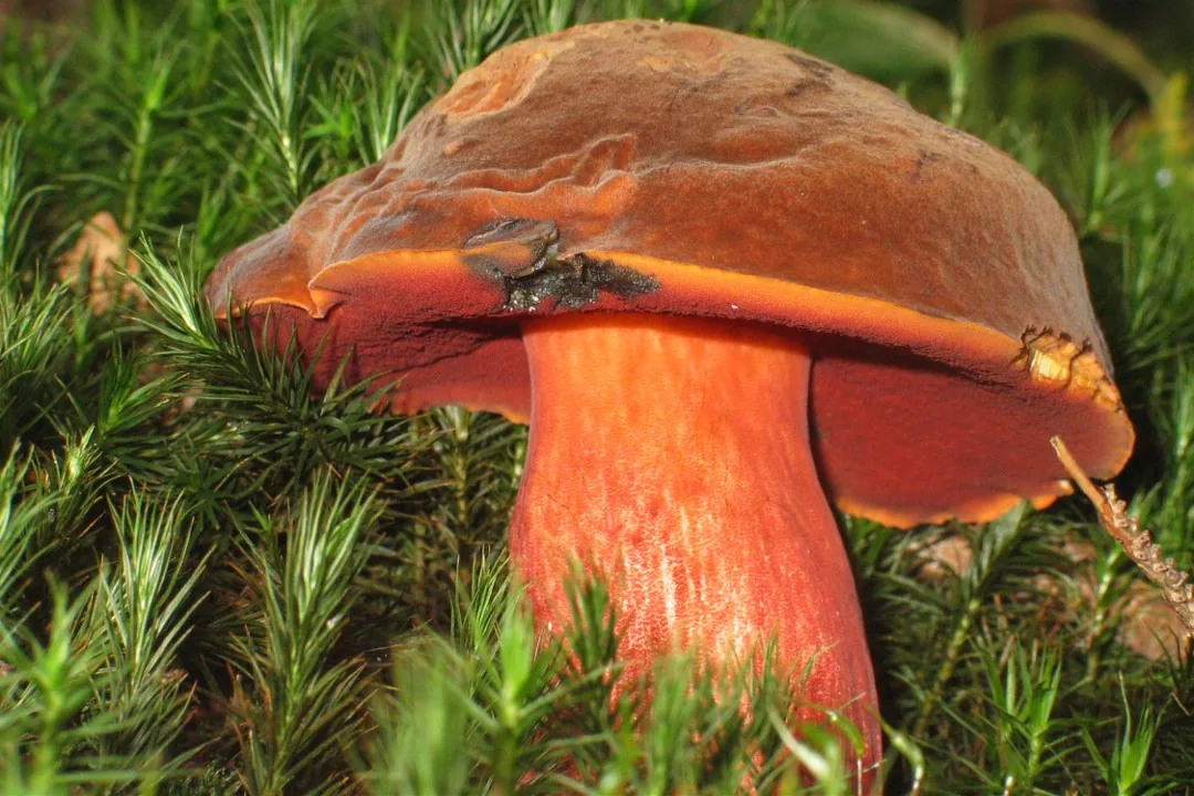 Neoboletus erythropus (Neoboletus erythropus) — photo mycologique