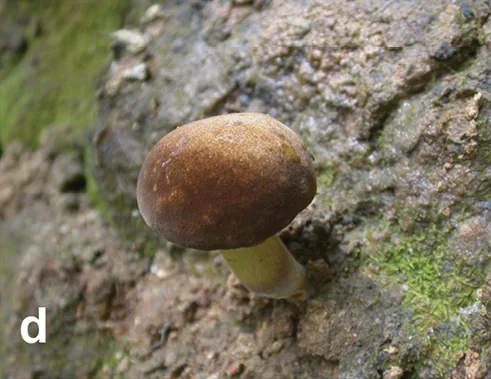 Neoboletus hainanensis (Neoboletus hainanensis) — photo mycologique