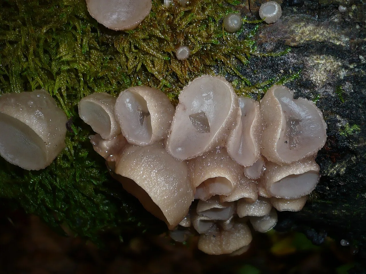 Neobulgaria alba (Neobulgaria alba) — photo mycologique