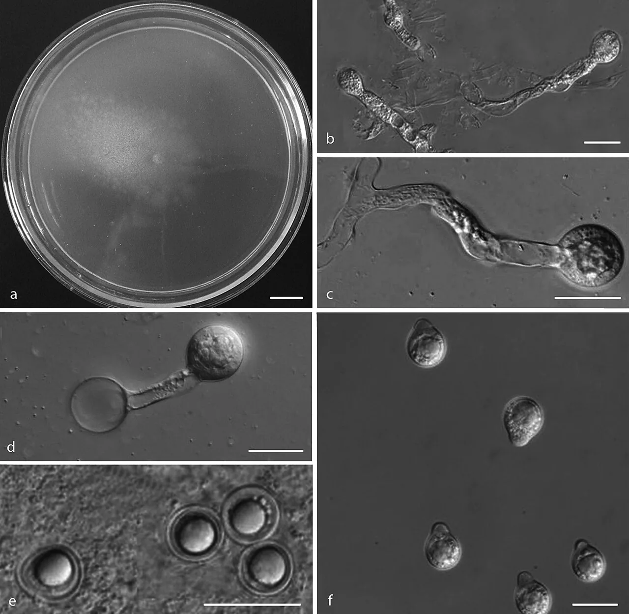 Neoconidiobolus osmodes (Neoconidiobolus osmodes) — photo mycologique