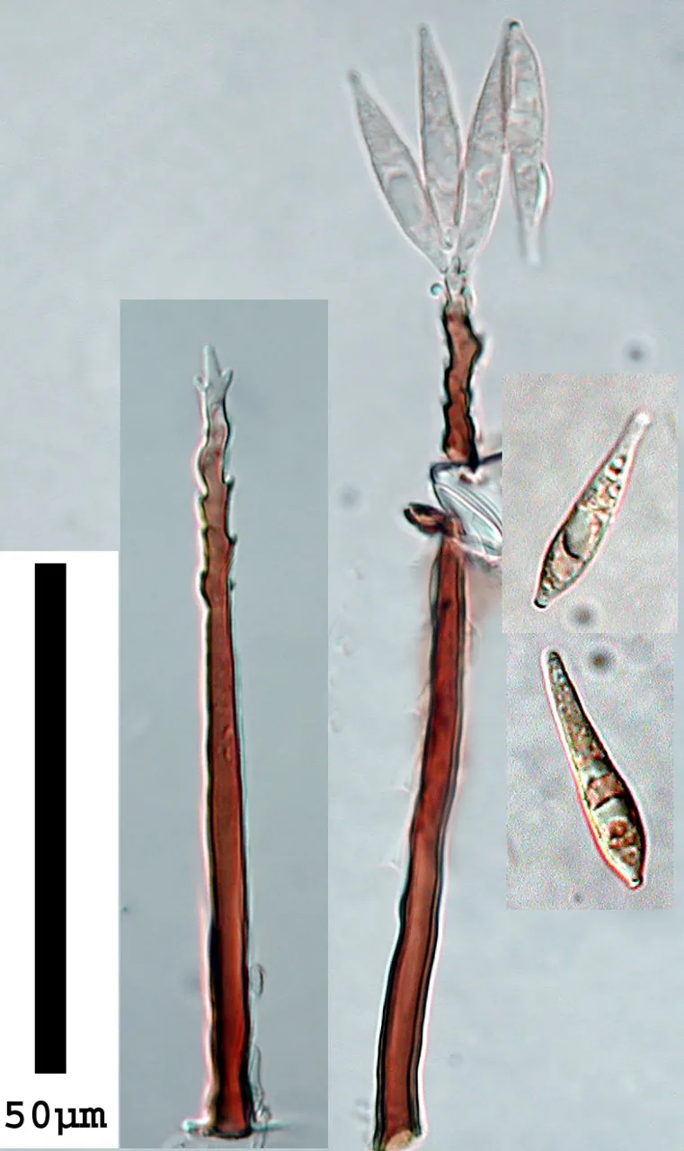 Neocordana johnstonii (Neocordana johnstonii) — photo mycologique