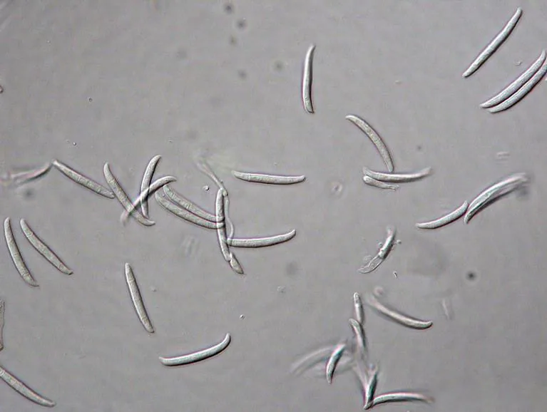 Neocosmospora lechatii (Neocosmospora lechatii) — photo mycologique