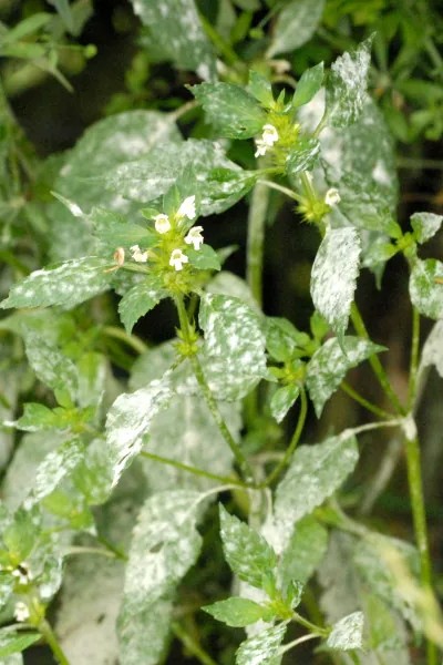 Neoerysiphe galii (Neoerysiphe galii) — photo mycologique
