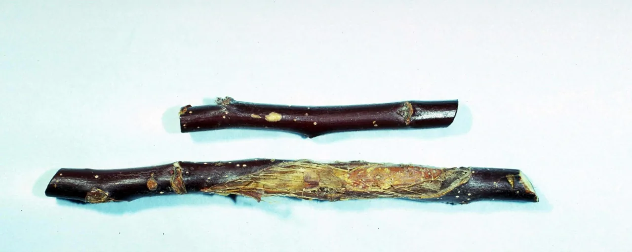 Neofabraea krawtzewii (Neofabraea krawtzewii) — photo mycologique