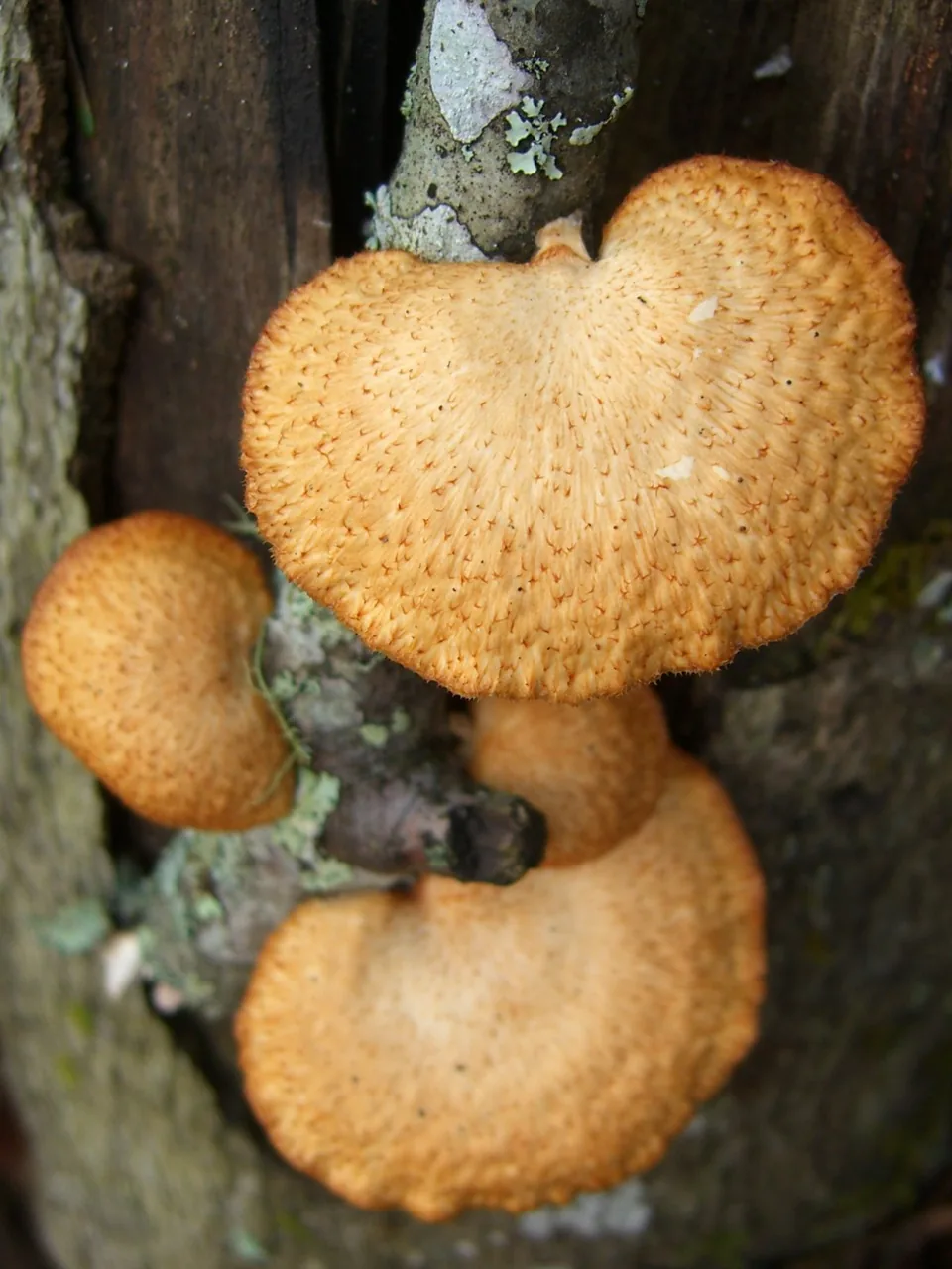 Neofavolus mikawae (Neofavolus mikawae) — photo mycologique