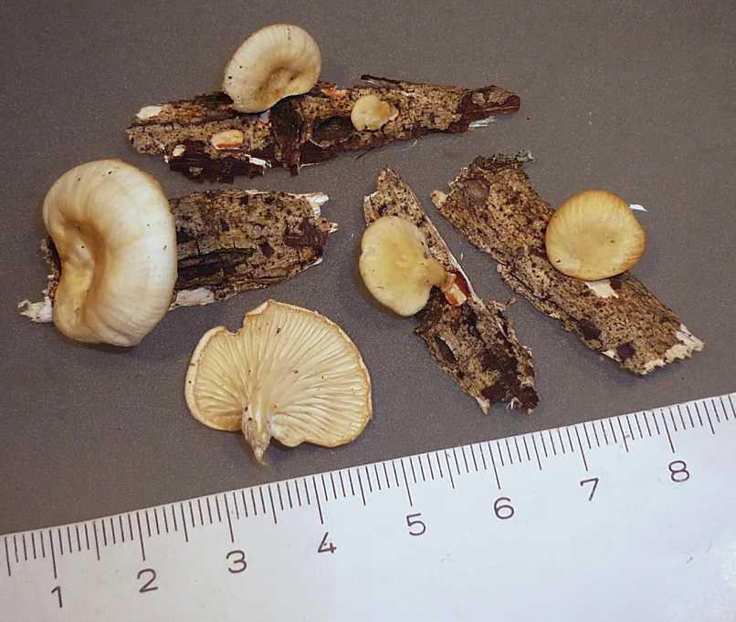 Neofavolus suavissimus (Neofavolus suavissimus) — photo mycologique