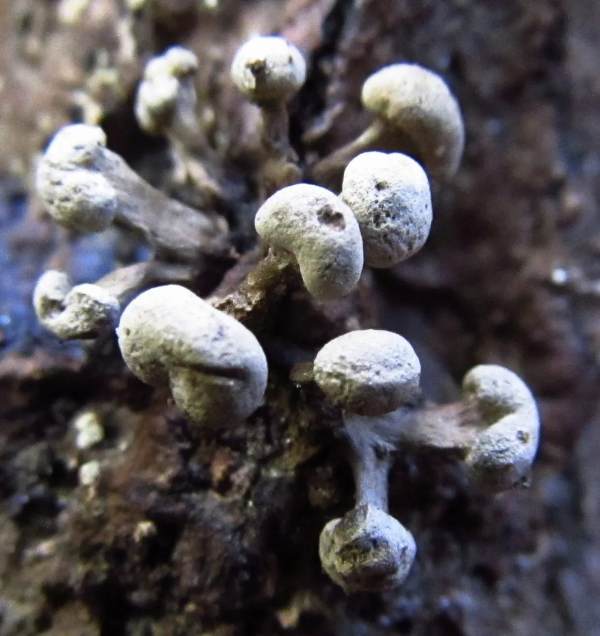 Neogloea variabilis (Neogloea variabilis) — photo mycologique
