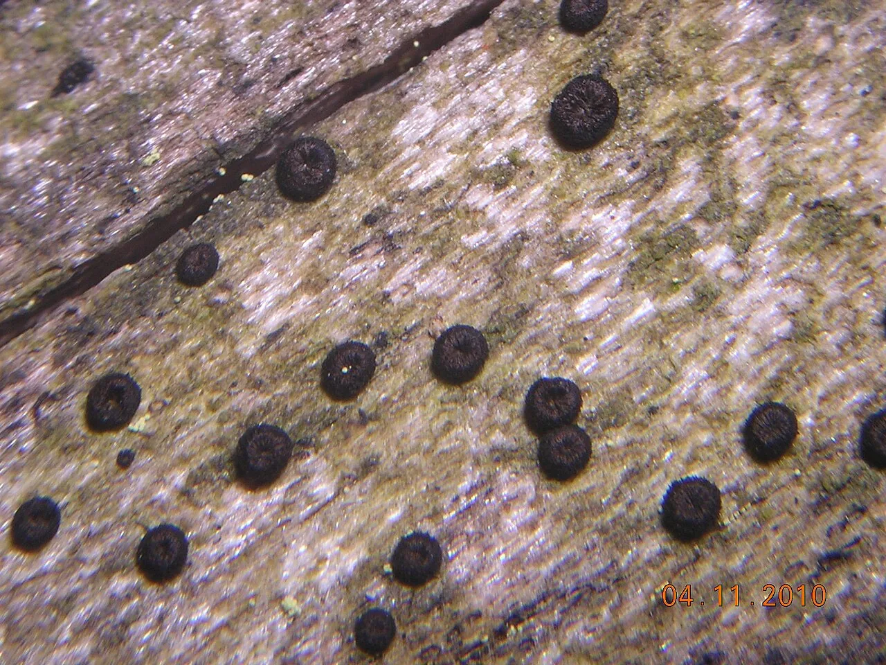 Neohelicosporium acrogenisporum (Neohelicosporium acrogenisporum) — photo mycologique