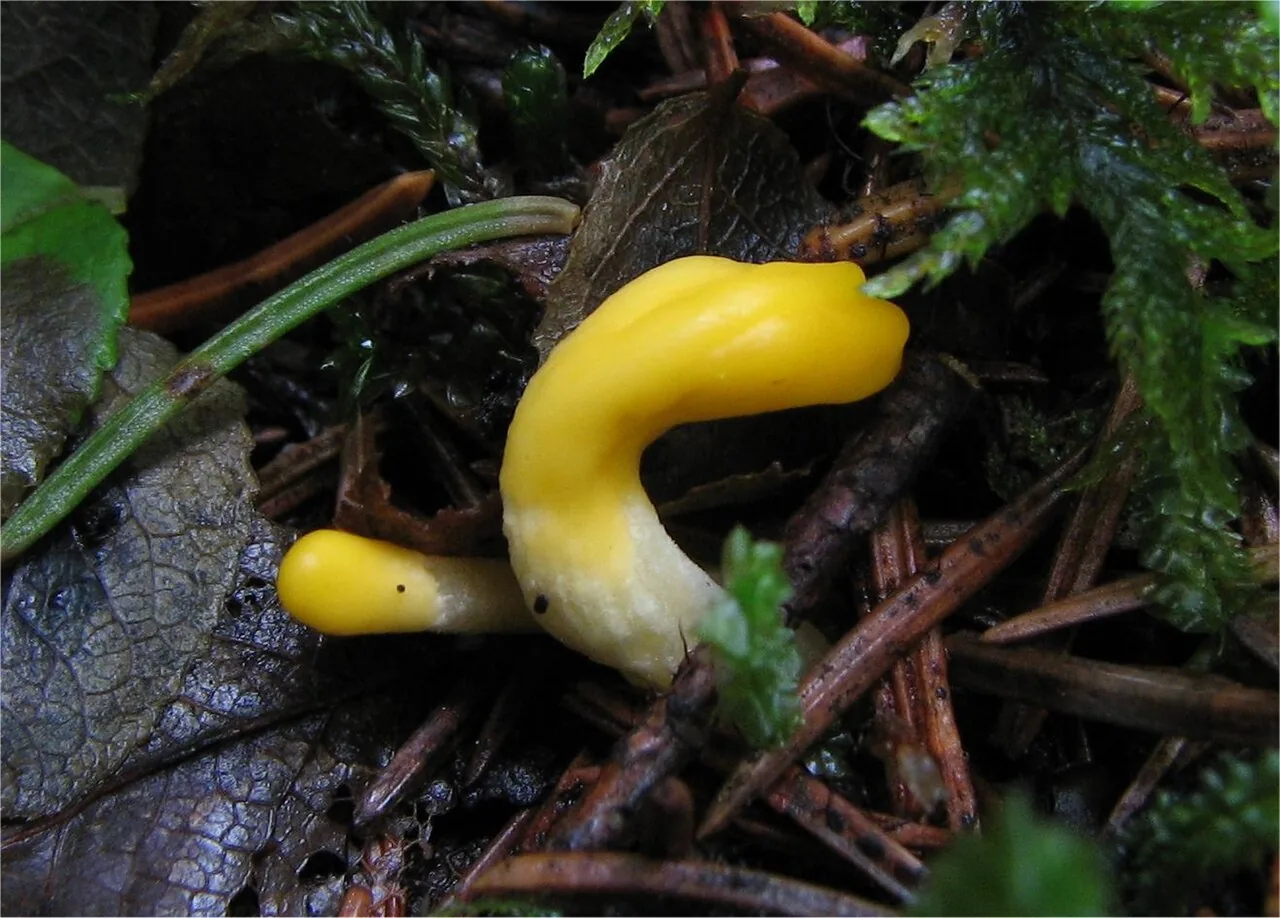 Neolecta vitellina (Neolecta vitellina) — photo mycologique