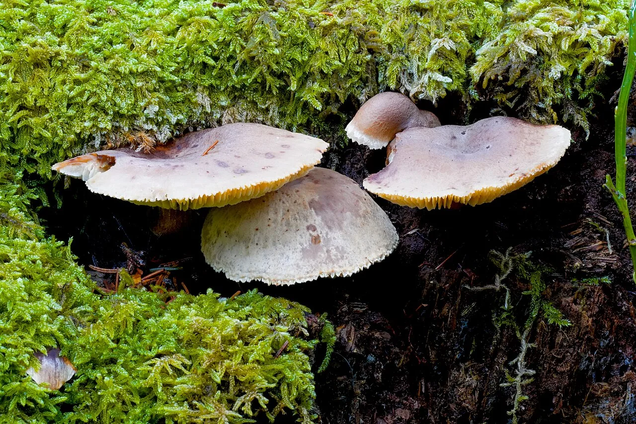 Neolentinus adhaerens (Neolentinus adhaerens) — photo mycologique