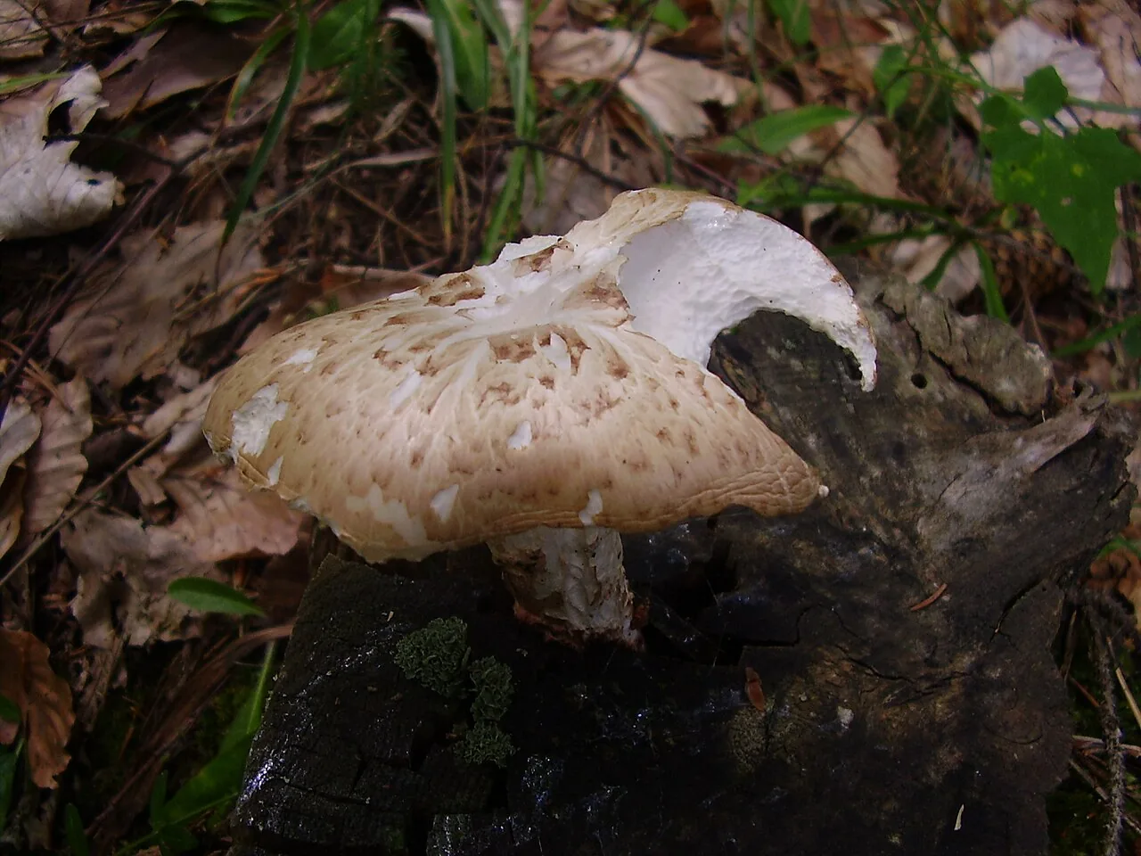 Neolentinus cyathiformis (Neolentinus cyathiformis) — photo mycologique