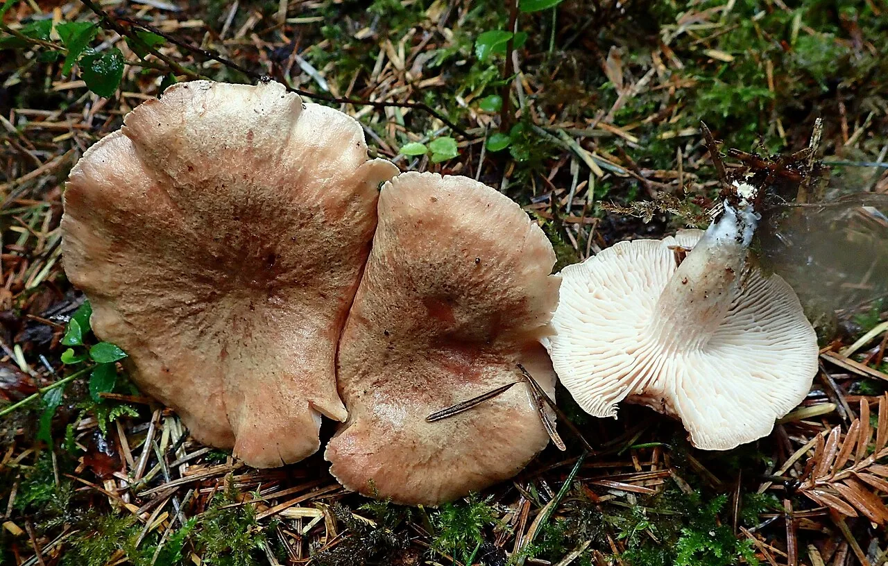 Neolentinus kauffmanii (Neolentinus kauffmanii) — photo mycologique