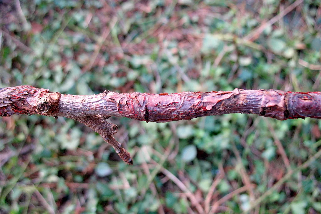 Neonectria ditissima (Neonectria ditissima) — photo mycologique