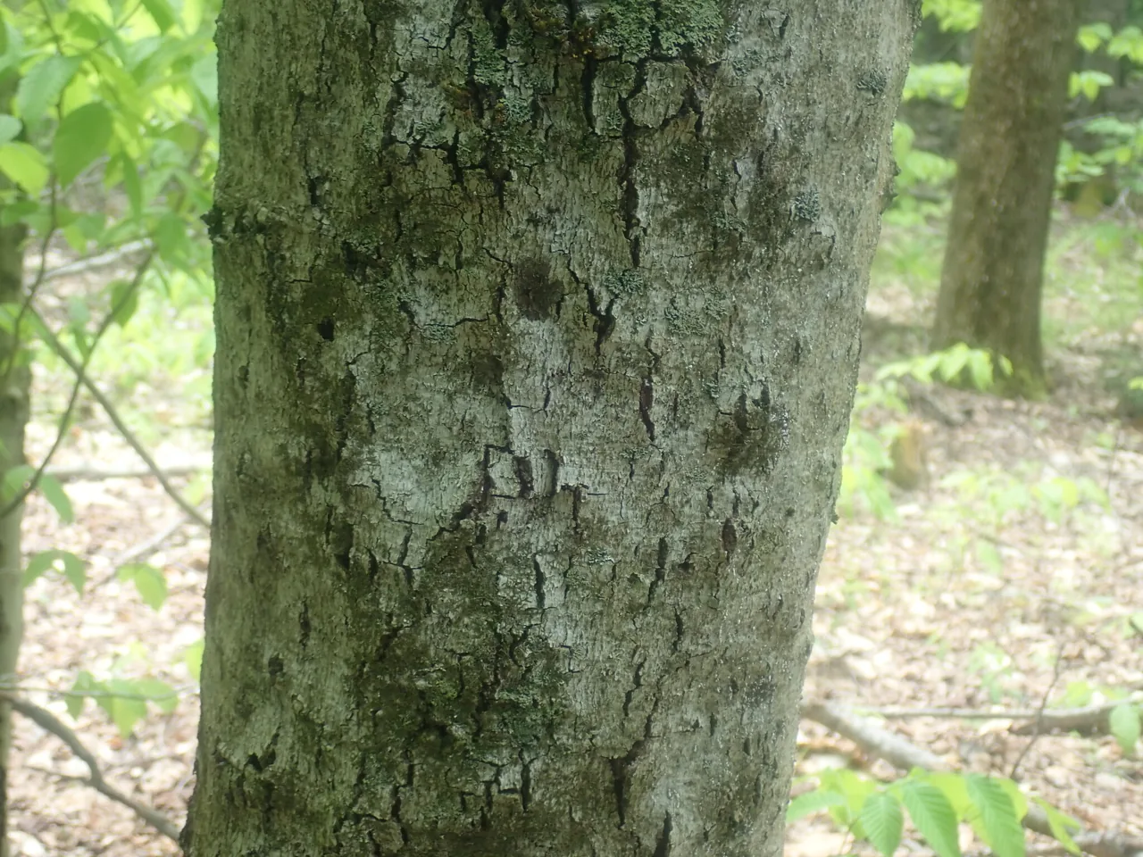 Neonectria faginata (Neonectria faginata) — photo mycologique