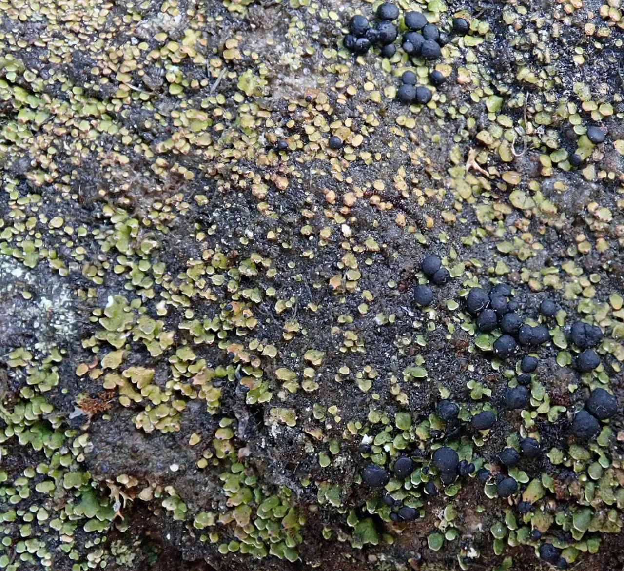 Neophyllis melacarpa (Neophyllis melacarpa) — photo mycologique