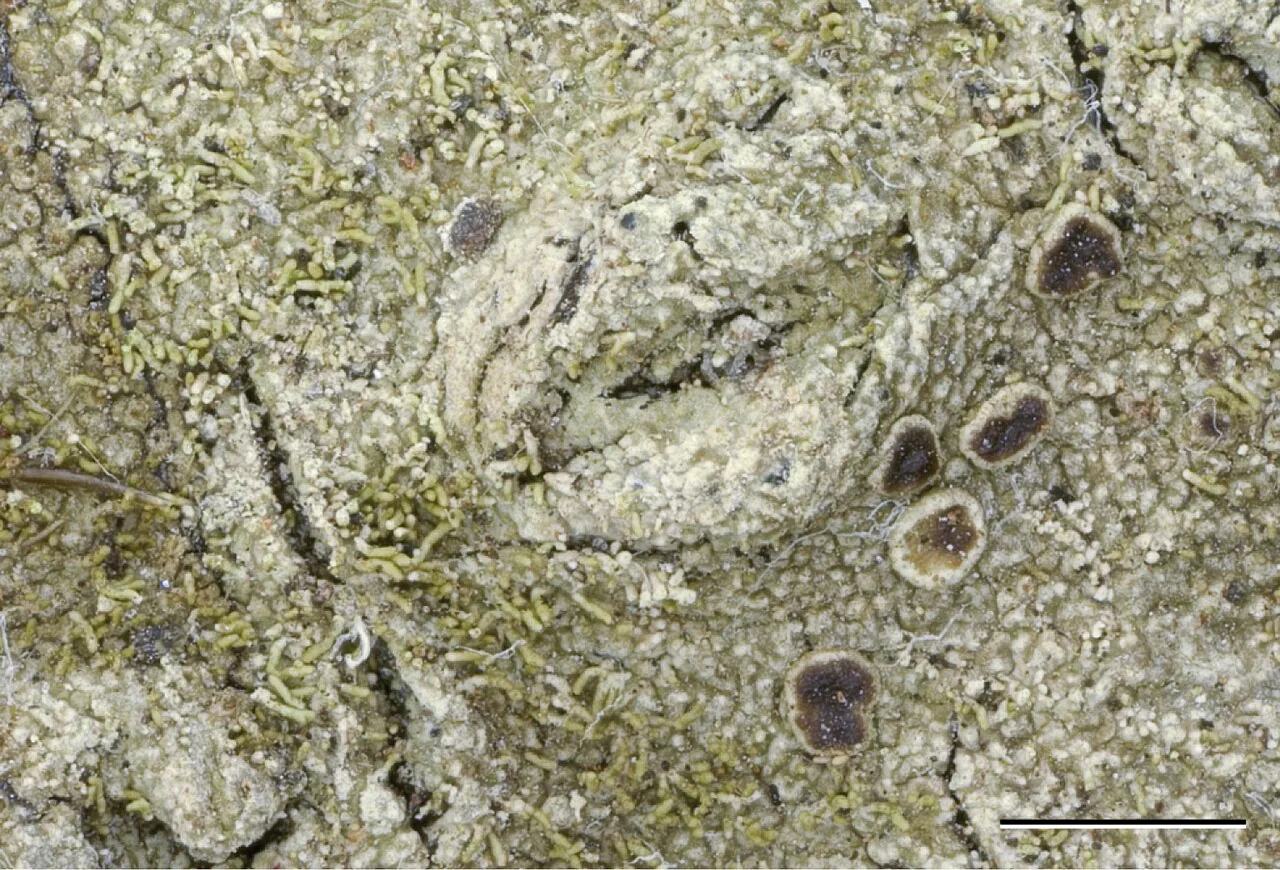 Neoprotoparmelia corallifera (Neoprotoparmelia corallifera) — photo mycologique
