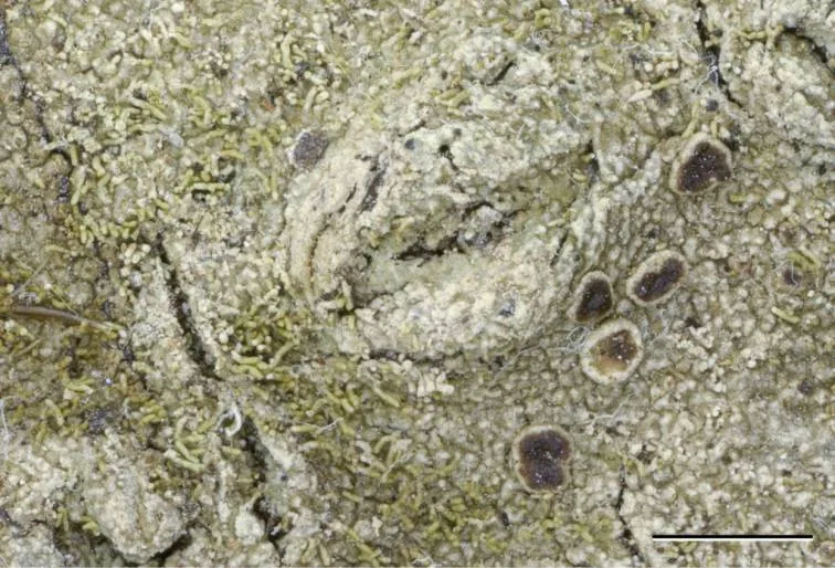 Neoprotoparmelia multifera (Neoprotoparmelia multifera) — photo mycologique