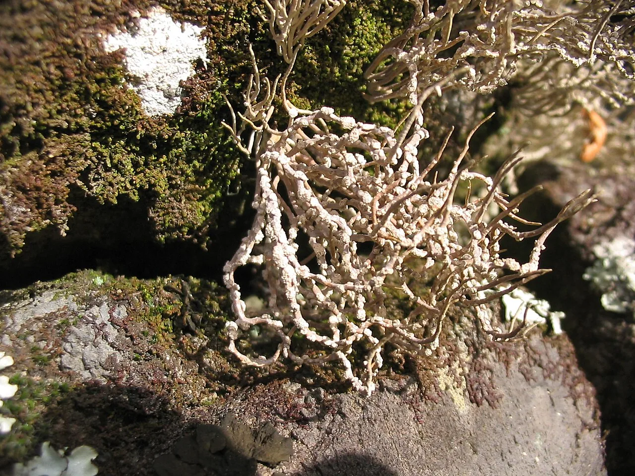 Neosergipea septoconidiata (Neosergipea septoconidiata) — photo mycologique