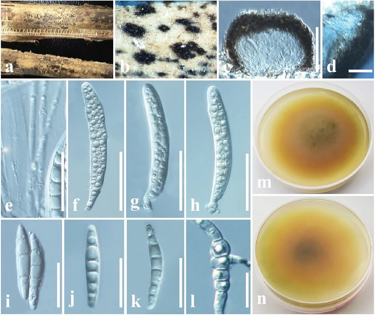 Neosetophoma poaceicola (Neosetophoma poaceicola) — photo mycologique