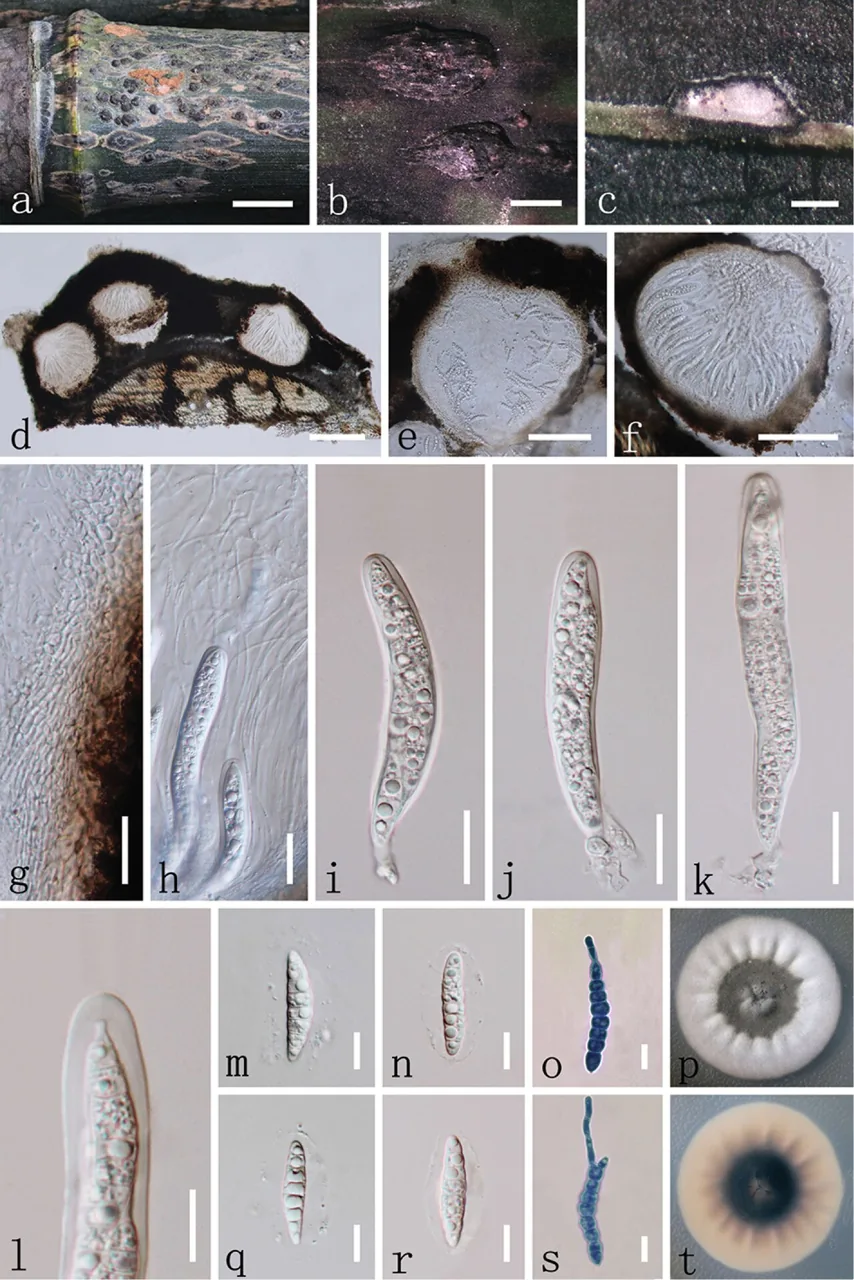 Neostagonosporella sichuanensis (Neostagonosporella sichuanensis) — photo mycologique