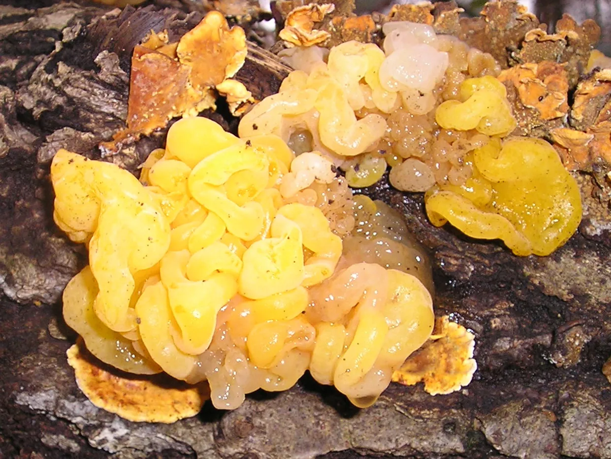 Neotremella guzmanii (Neotremella guzmanii) — photo mycologique