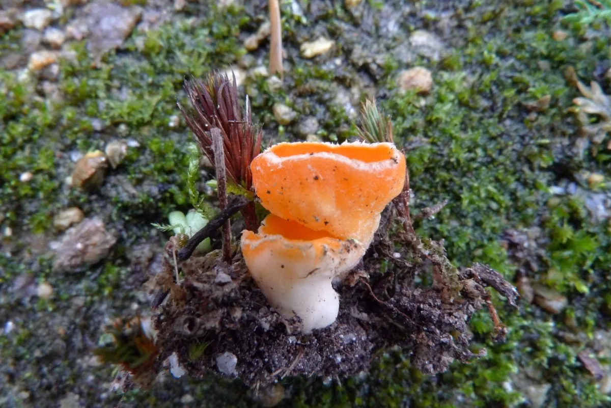 Neottiella albocincta (Neottiella albocincta) — photo mycologique