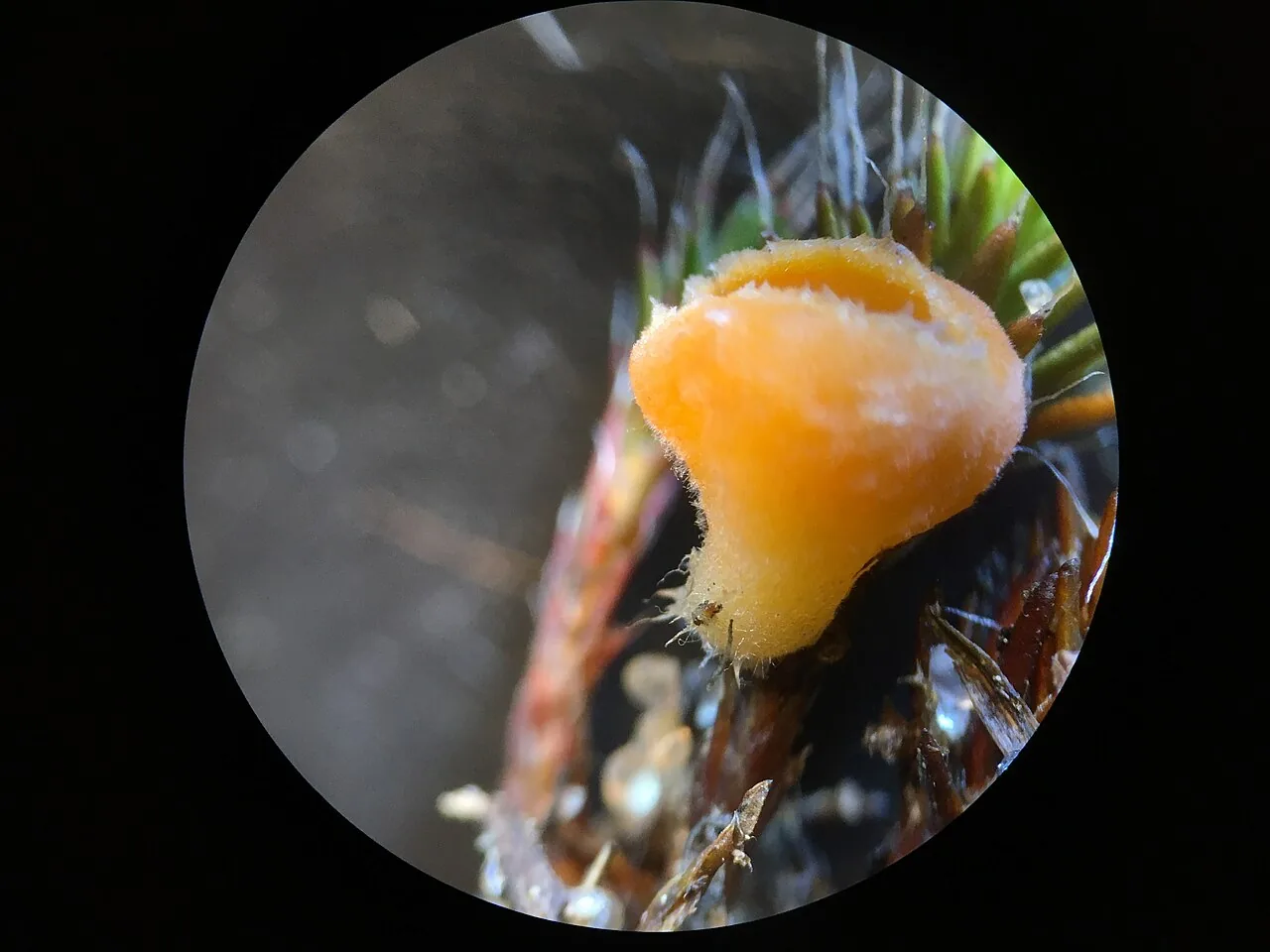 Neottiella vivida (Neottiella vivida) — photo mycologique