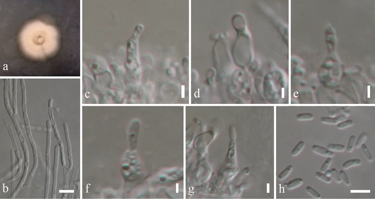 Neottiosporina phragmiticola (Neottiosporina phragmiticola) — photo mycologique