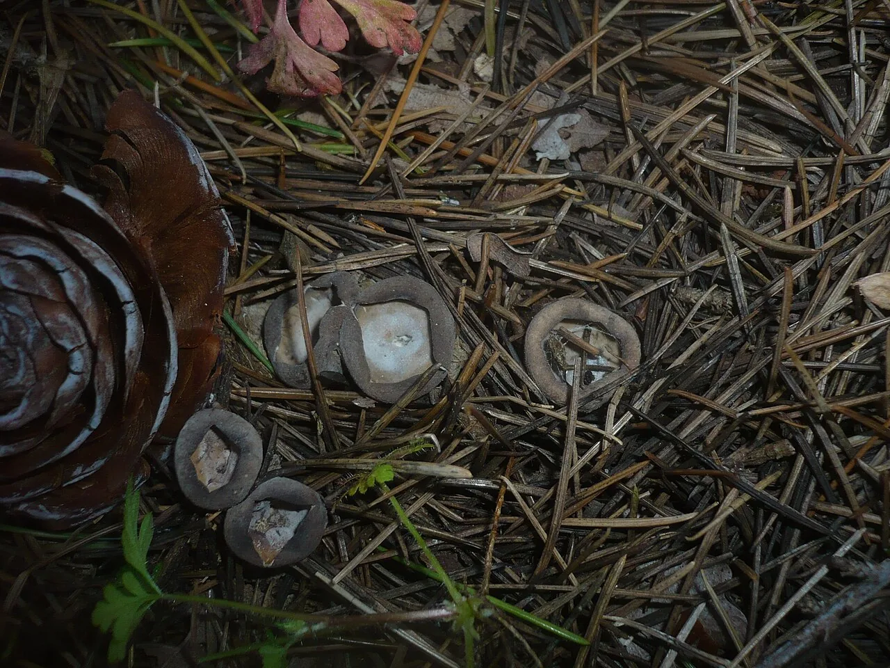 Neournula pouchetii (Neournula pouchetii) — photo mycologique