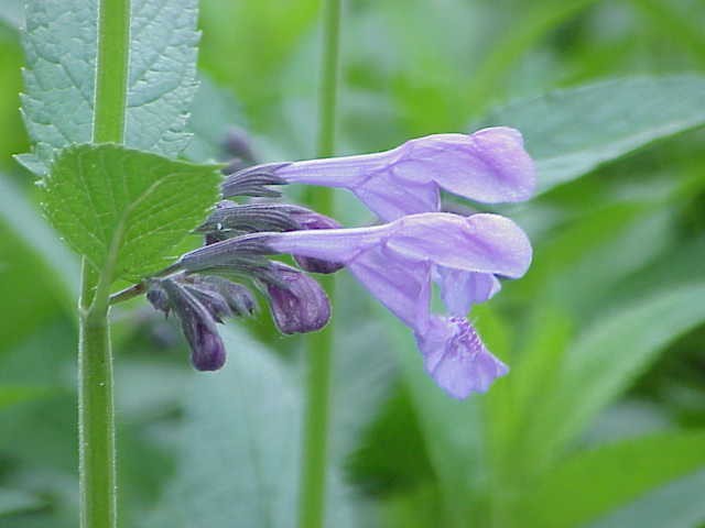 Népéta / Herbe à chat (Nepeta) — photo botanique