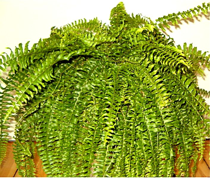 Fougère de Boston (Nephrolepis) — photo botanique