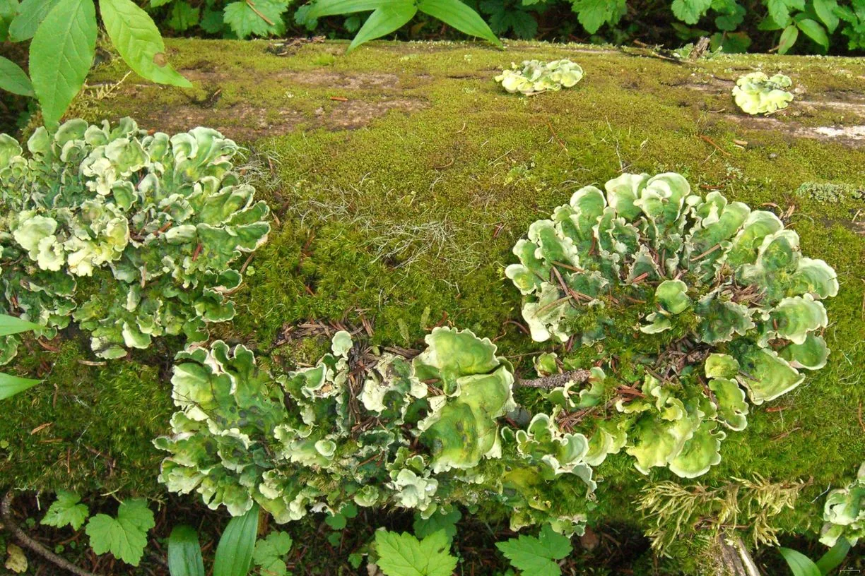 Nephroma arcticum (Nephroma arcticum) — photo mycologique