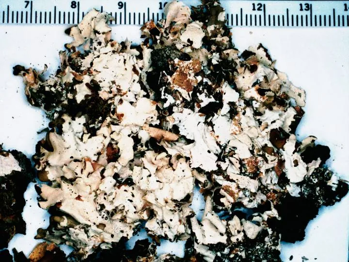 Nephroma bellum (Nephroma bellum) — photo mycologique