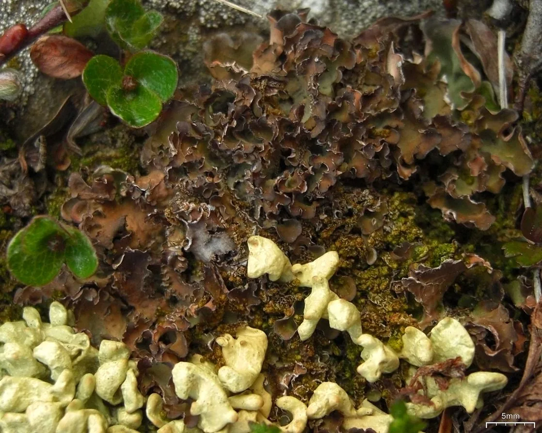 Nephroma expallidum (Nephroma expallidum) — photo mycologique