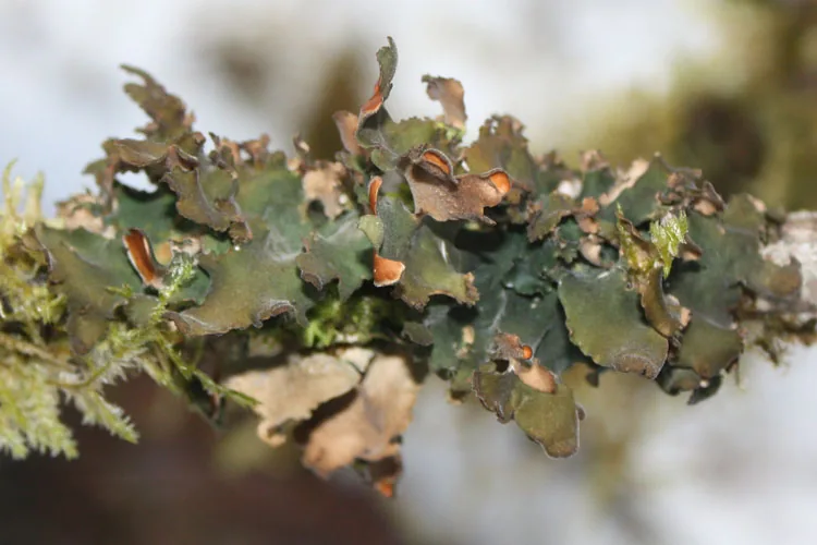 Nephroma foliolatum (Nephroma foliolatum) — photo mycologique