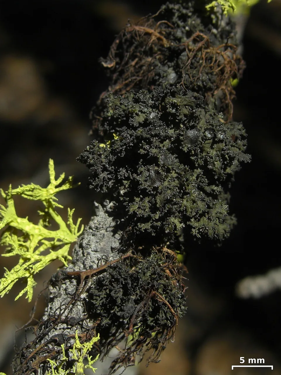 Nephromopsis merrillii (Nephromopsis merrillii) — photo mycologique