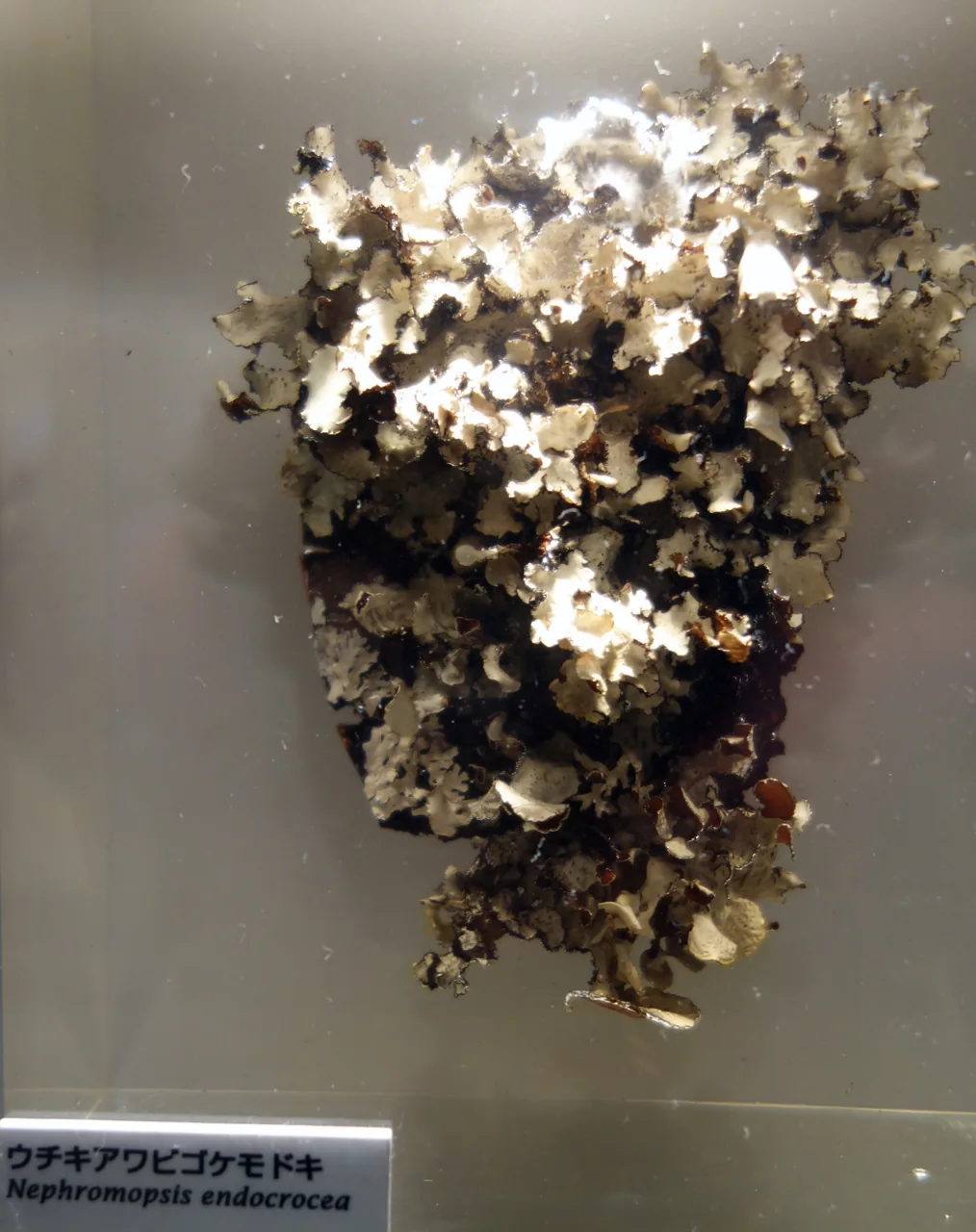 Nephromopsis orbata (Nephromopsis orbata) — photo mycologique