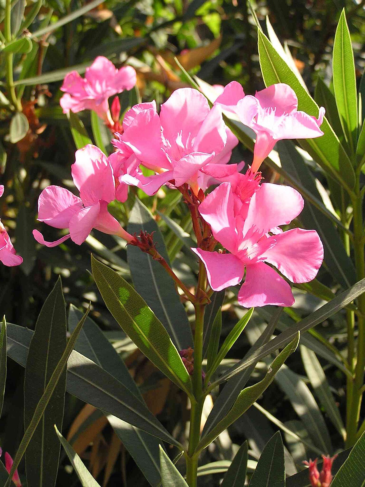 Laurier-rose (Nerium oleander) — photo botanique
