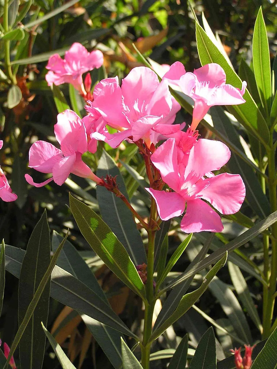 Laurier-rose (Nerium oleander) : photo botanique