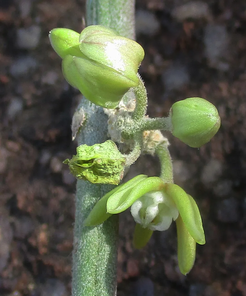 Neta salmonicolor (Neta salmonicolor) — photo mycologique