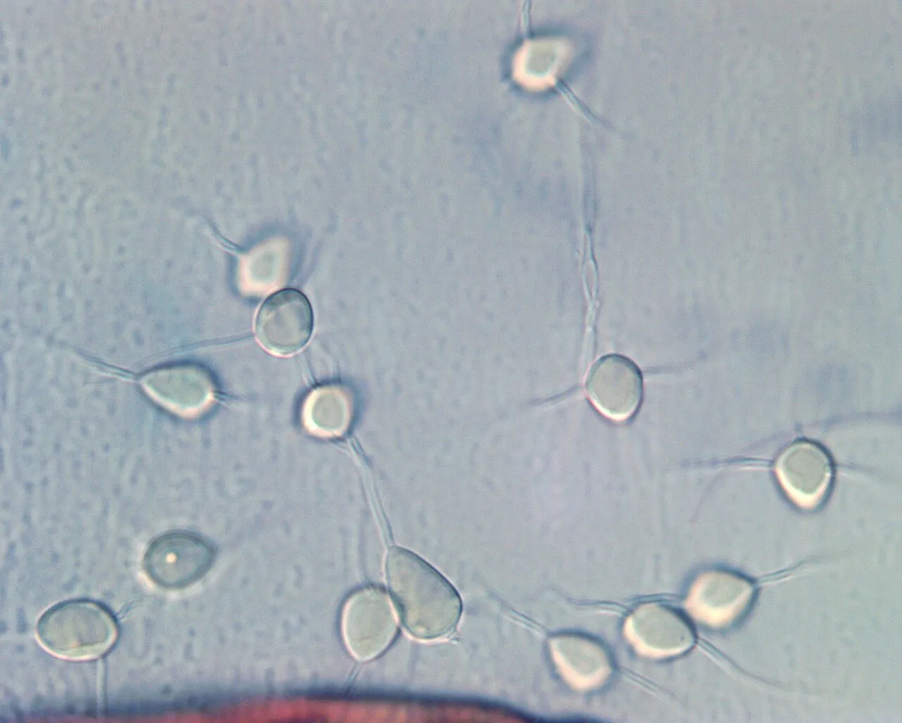 Nia vibrissa (Nia vibrissa) — photo mycologique