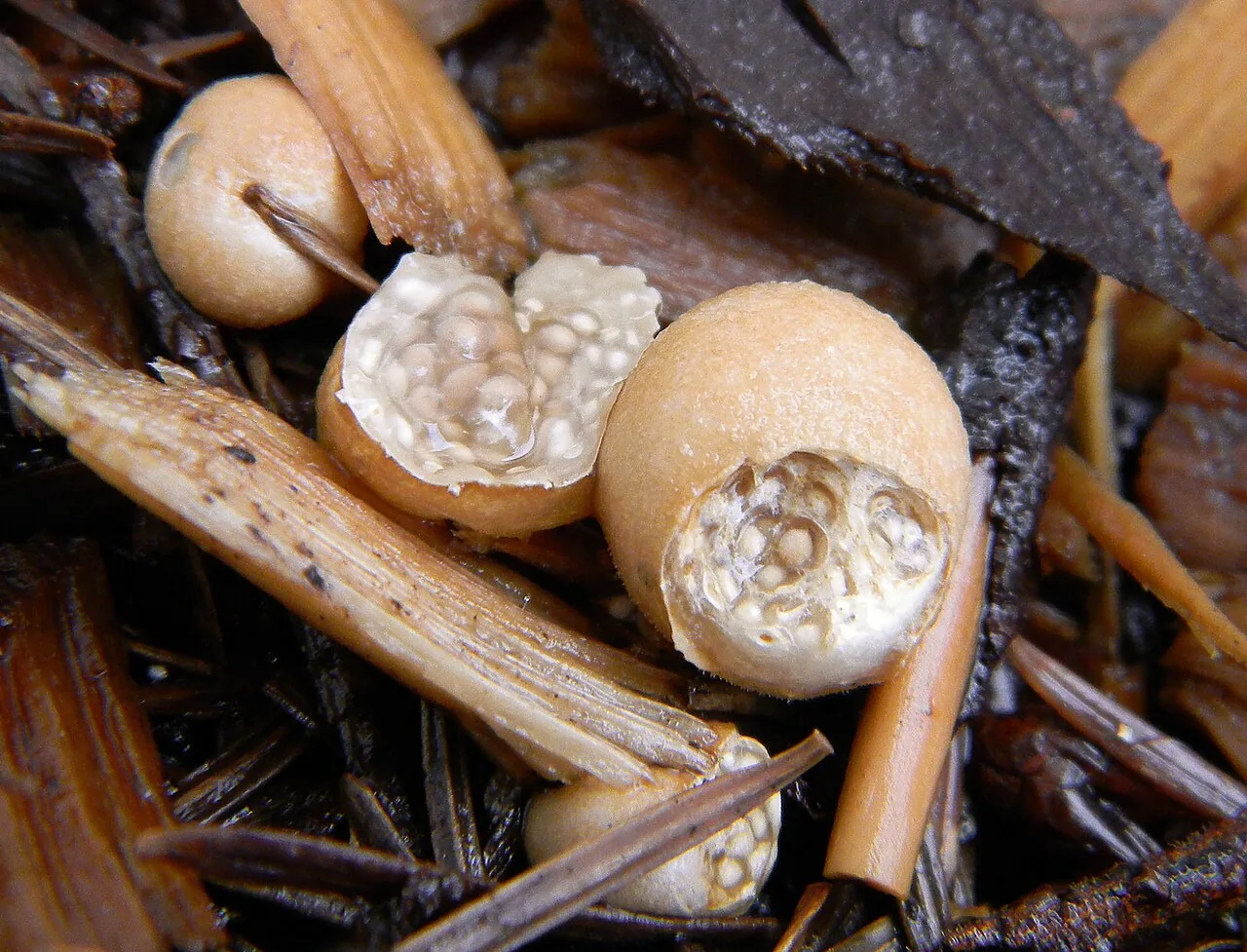 Nidularia deformis (Nidularia deformis) — photo mycologique