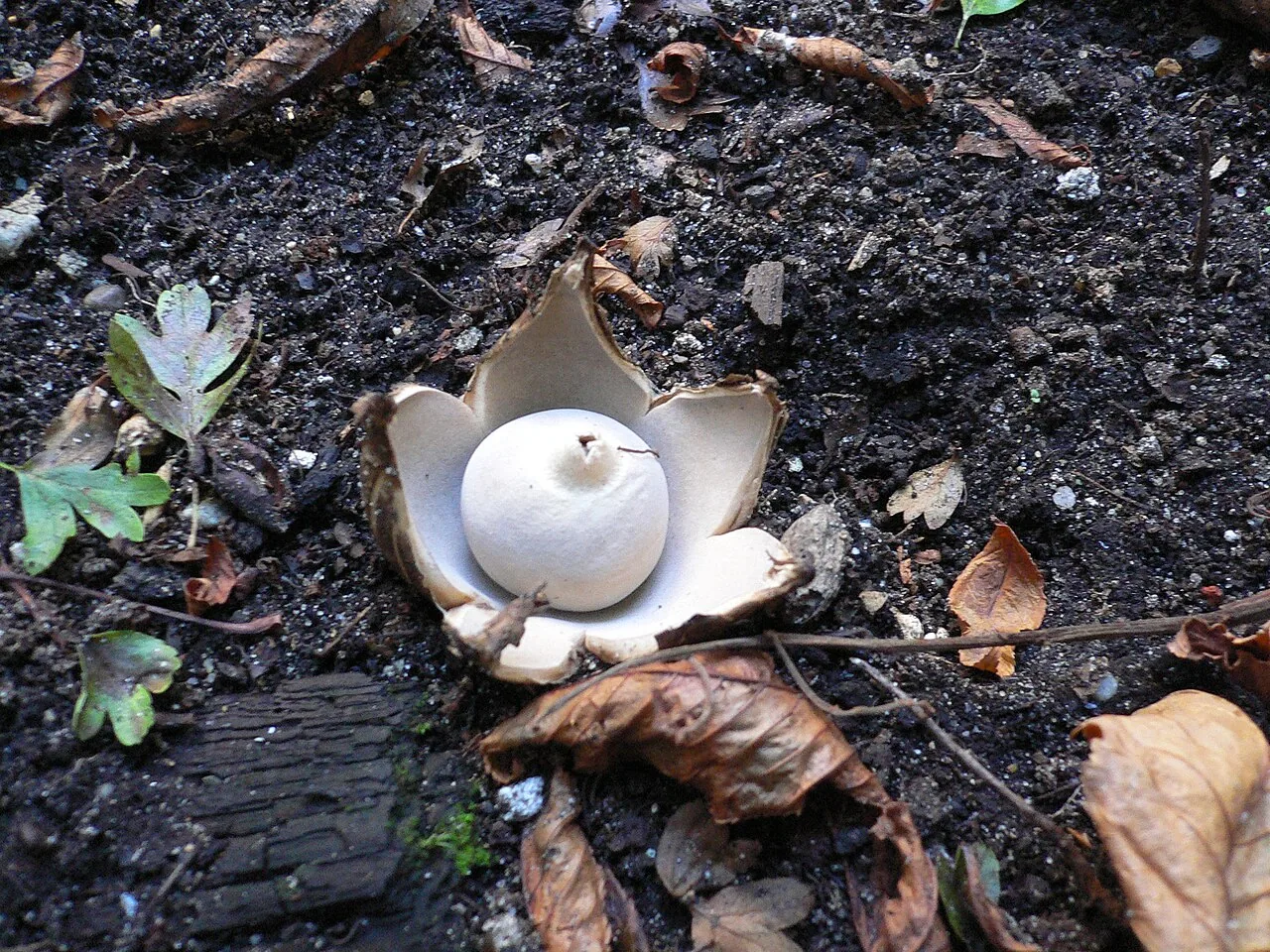 Nidulariopsis iowensis (Nidulariopsis iowensis) — photo mycologique