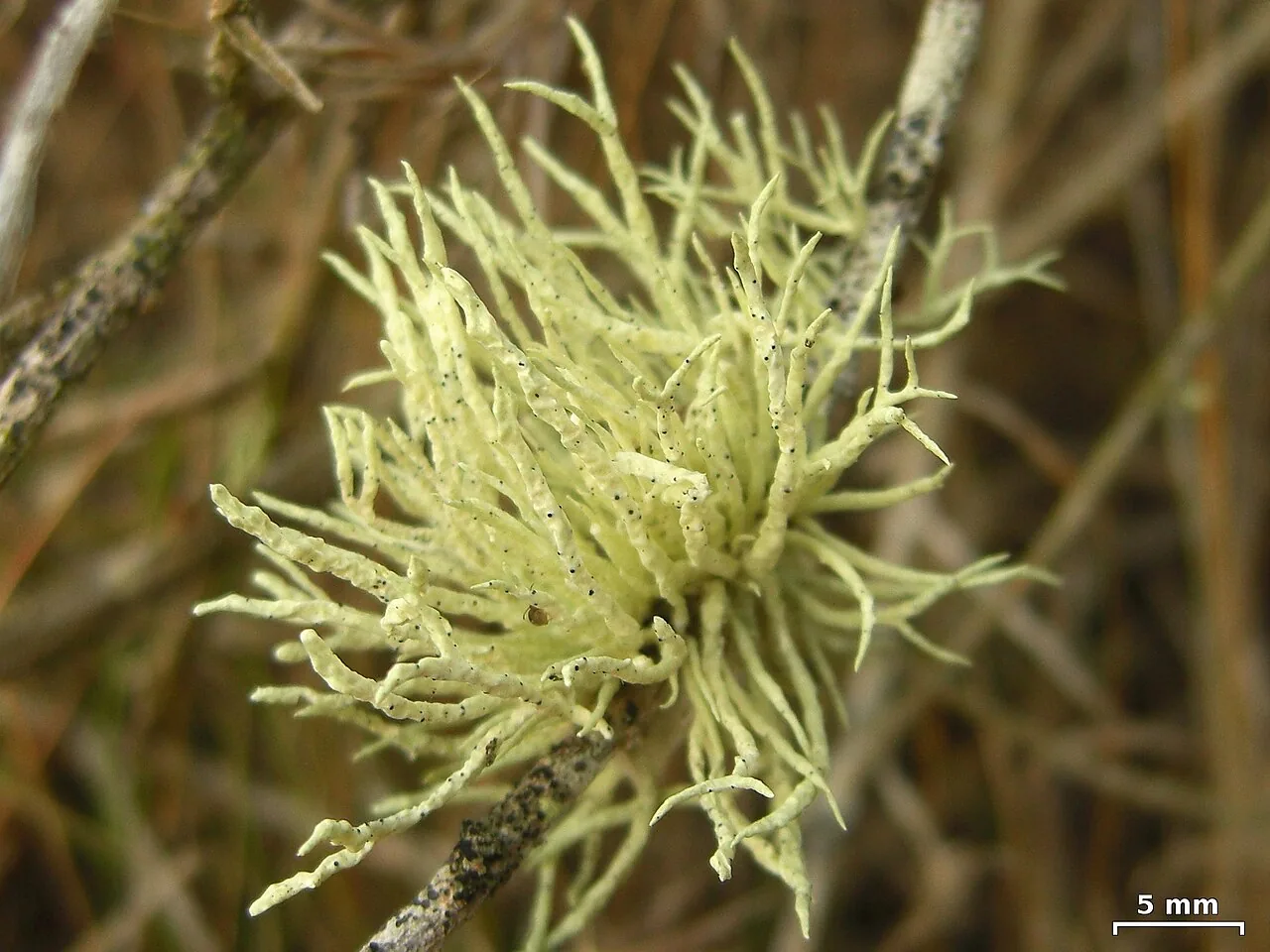 Niebla ceruchis (Niebla ceruchis) — photo mycologique