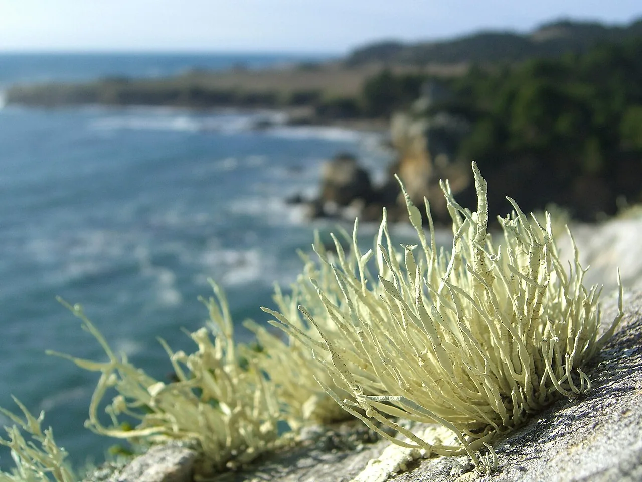 Niebla polymorpha (Niebla polymorpha) — photo mycologique