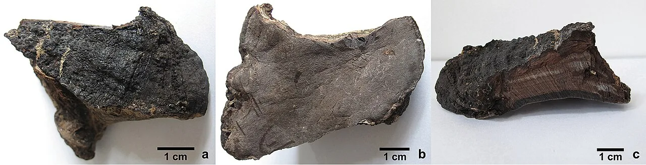 Nigrofomes sinomelanoporus (Nigrofomes sinomelanoporus) — photo mycologique