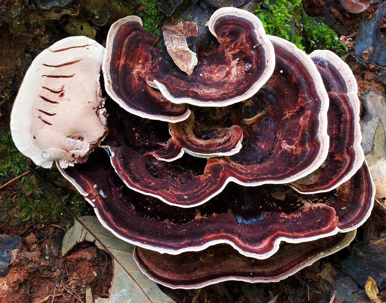 Nigroporus vinosus (Nigroporus vinosus) — photo mycologique