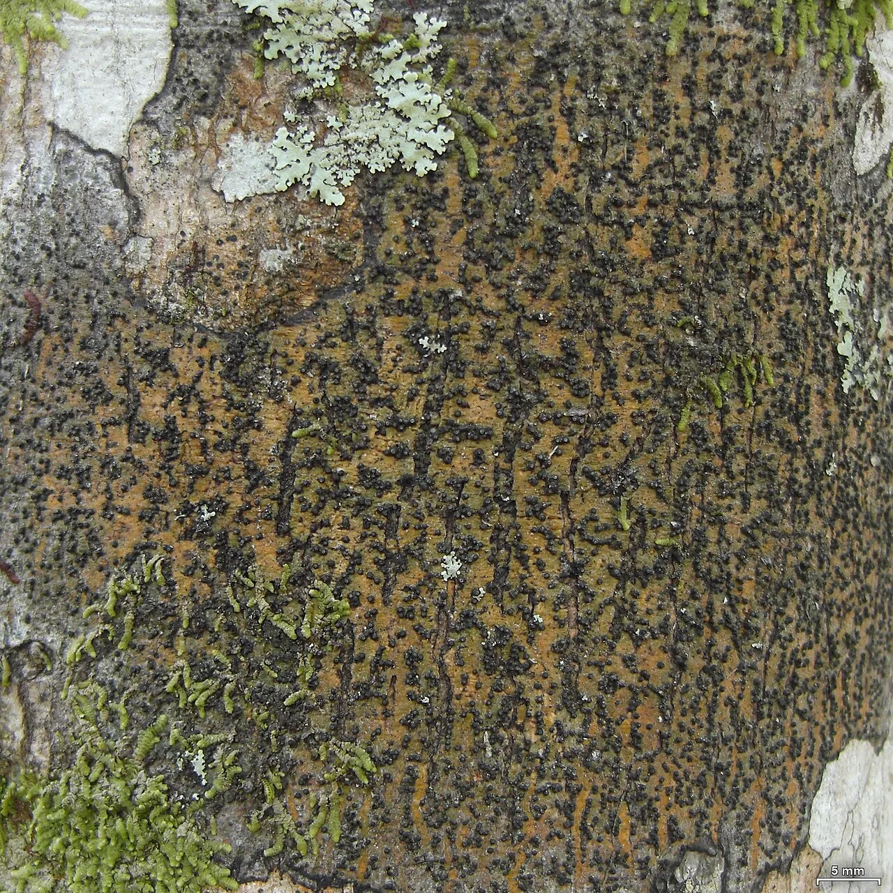 Nigrovothelium bullatum (Nigrovothelium bullatum) — photo mycologique